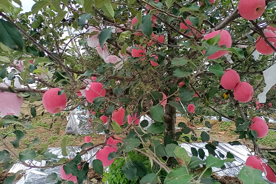 蘋果基地