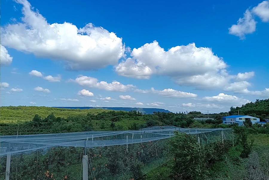 蘋果基地