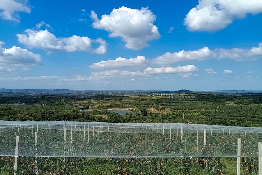 蘋果基地