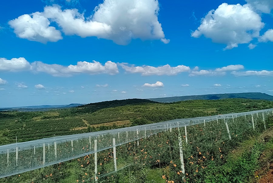 蘋果基地