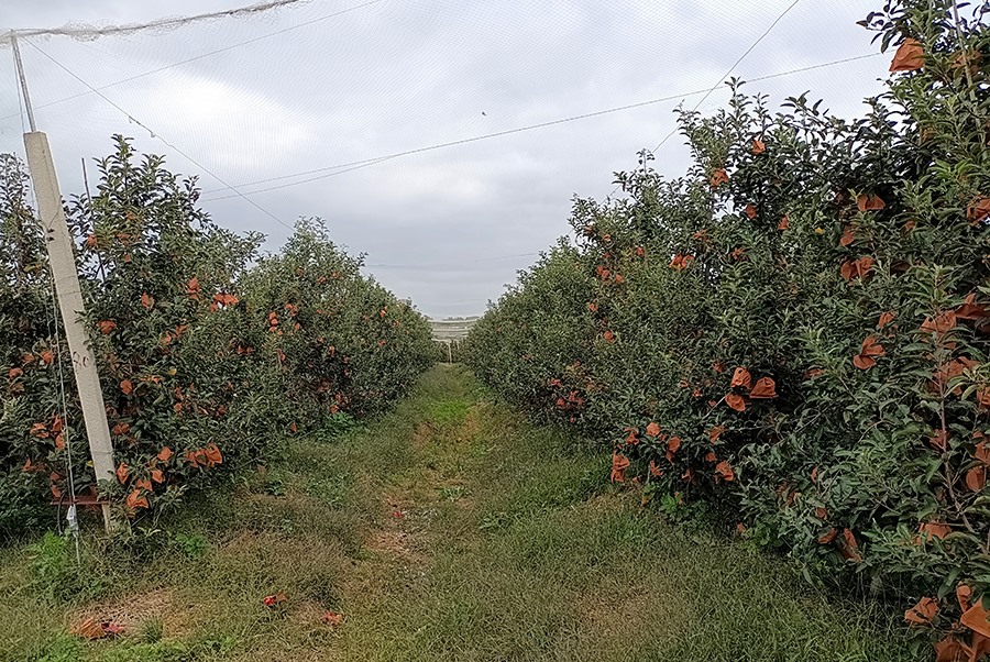 蘋果基地