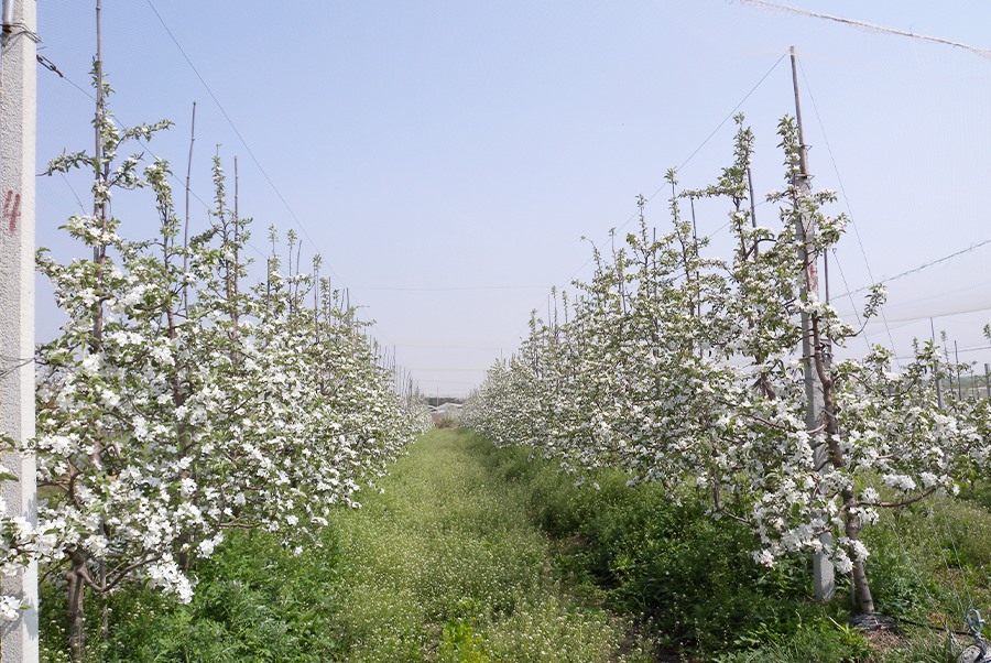 蘋果基地