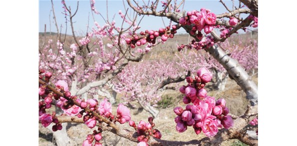 美到窒息！棲霞千畝梅花谷，暗香浮動醉游人